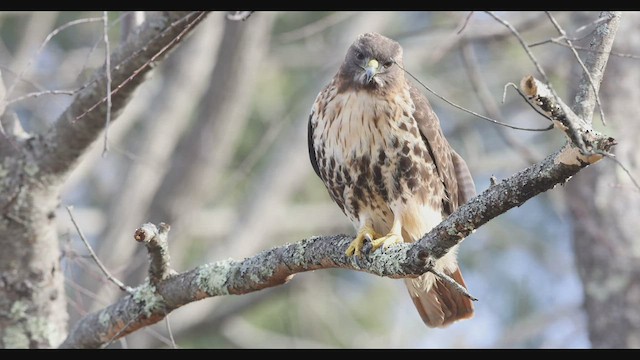 Red-tailed Hawk (abieticola) - ML519267521