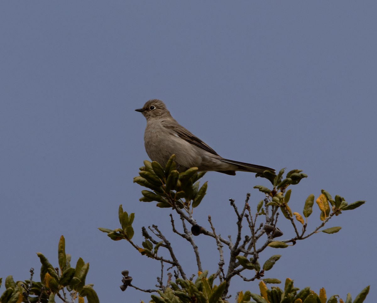 Townsend's Solitaire - ML519274621