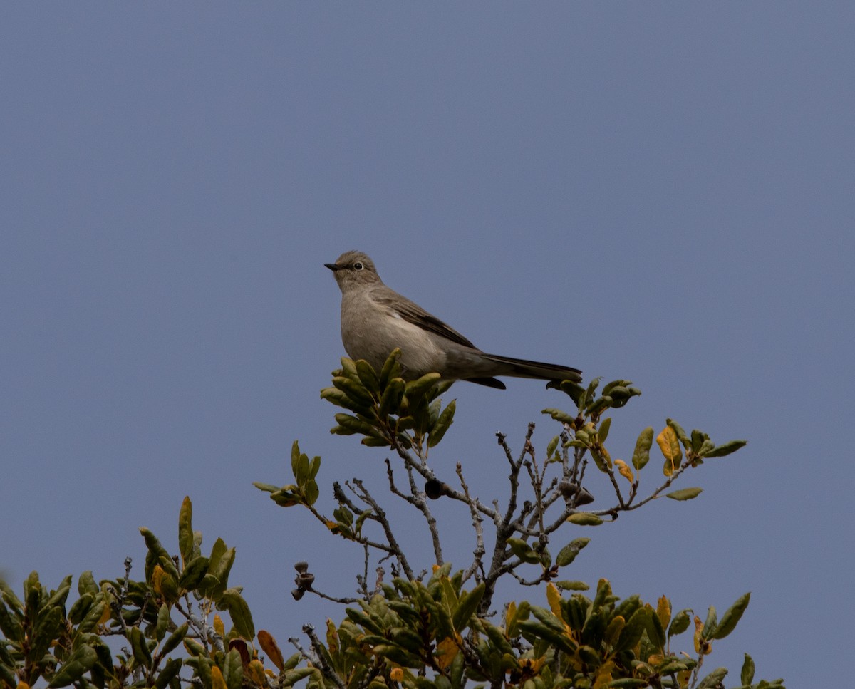 Townsend's Solitaire - ML519274631