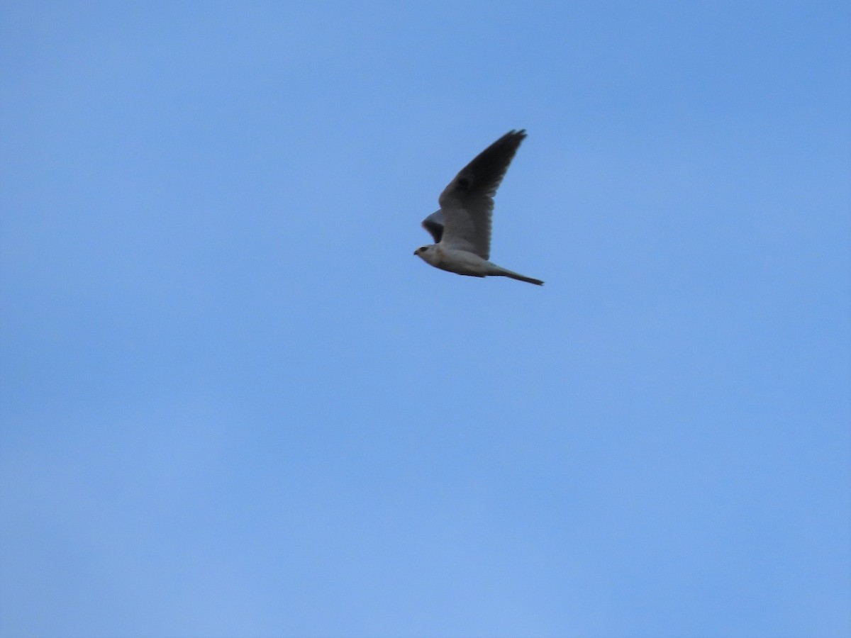 White-tailed Kite - Joan Baker