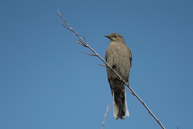 Townsend's Solitaire