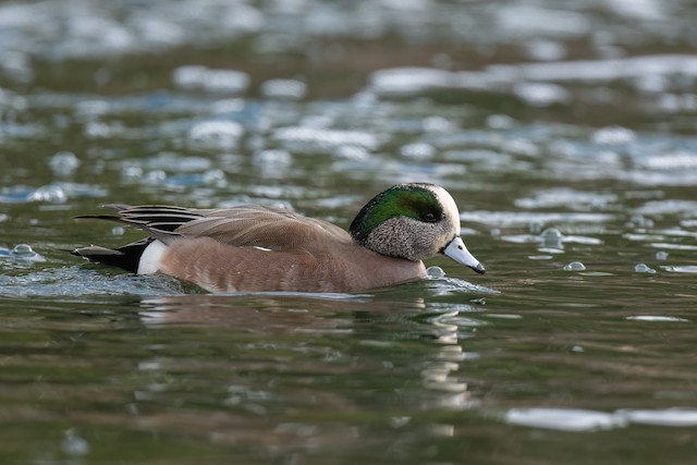 American Wigeon