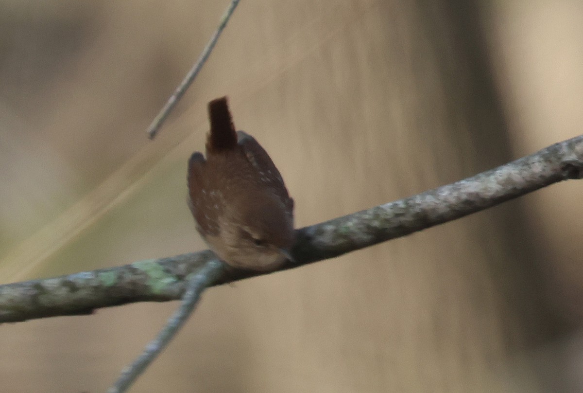 eBird Checklist 1 Jan 2023 Alta Villa Rd./West Alton Access 14