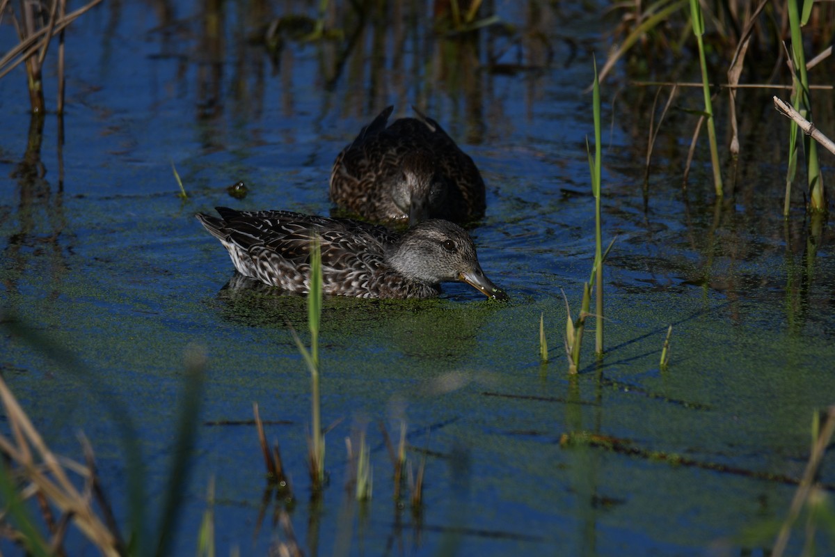 Green-winged Teal - ML519280351