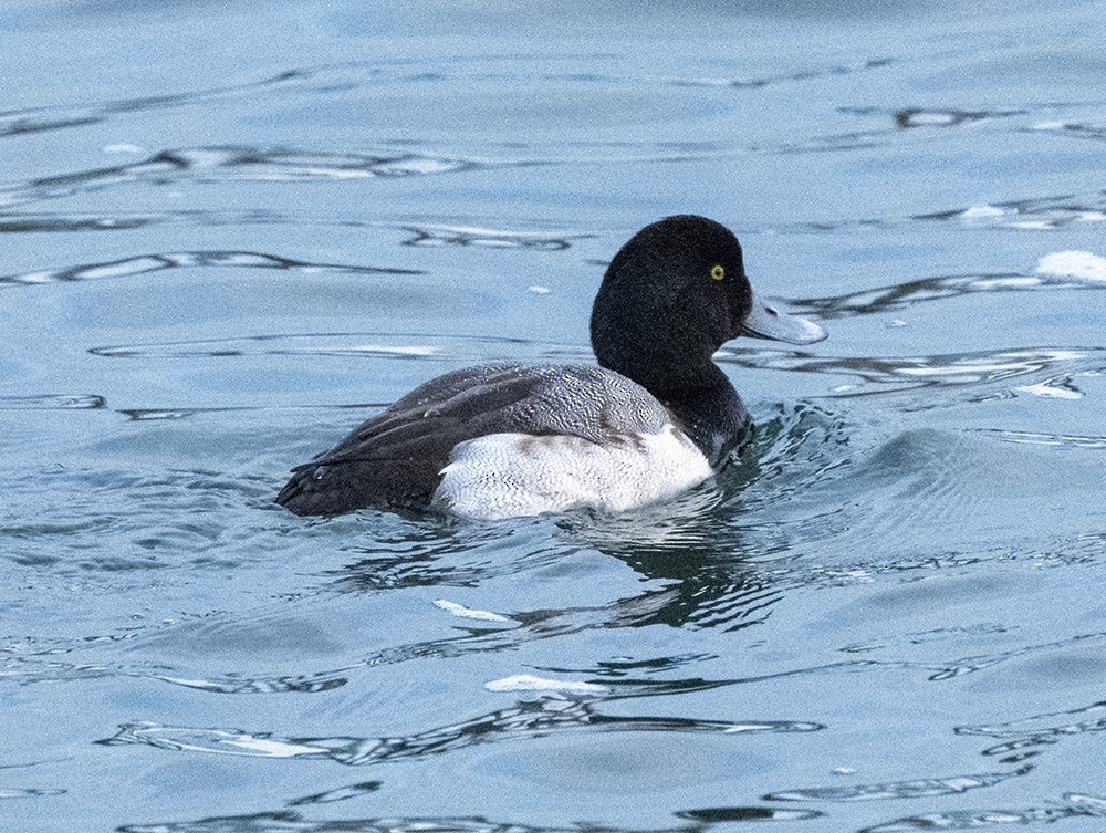Greater Scaup - ML519283271
