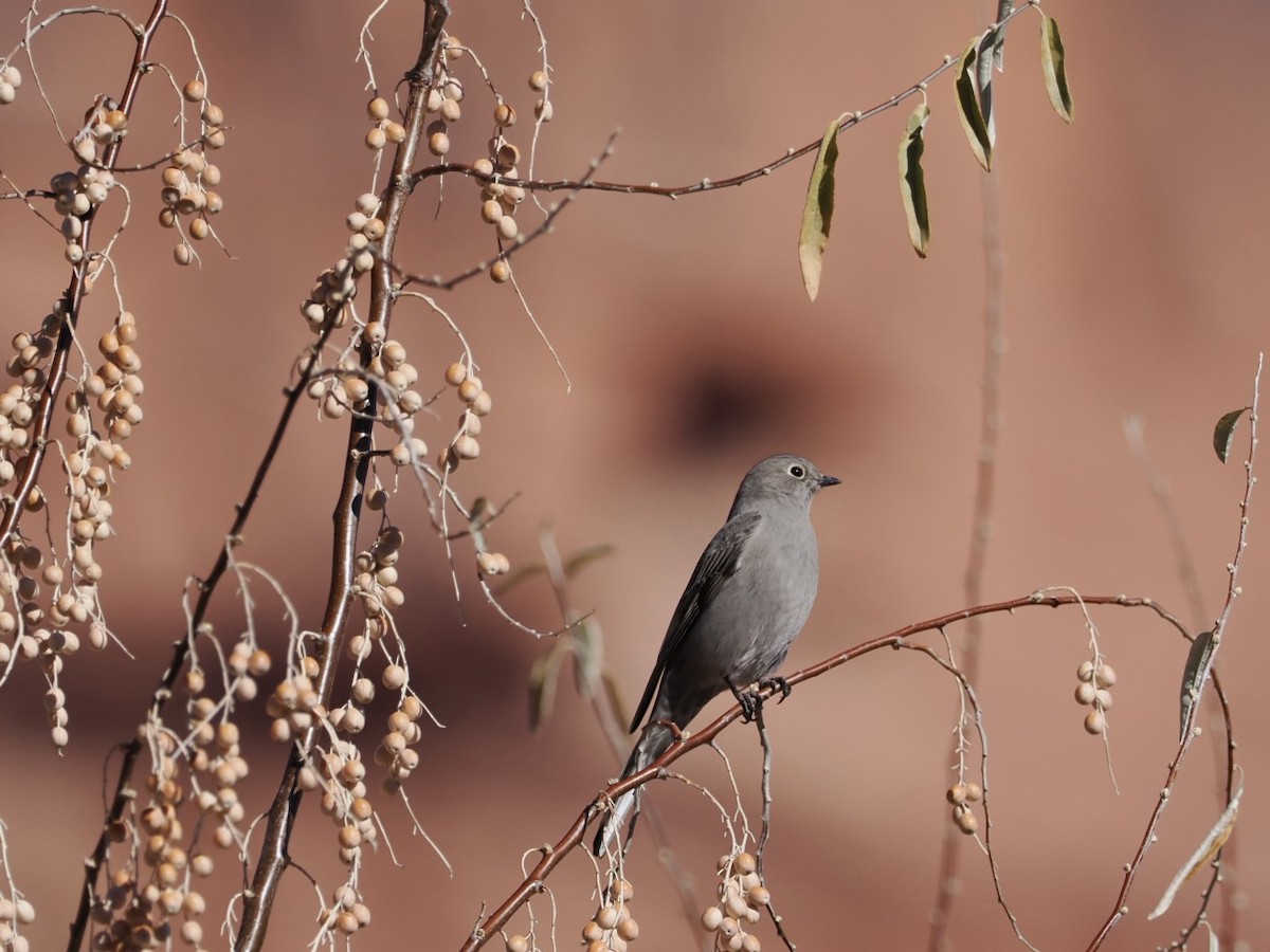 Townsend's Solitaire - ML519288021
