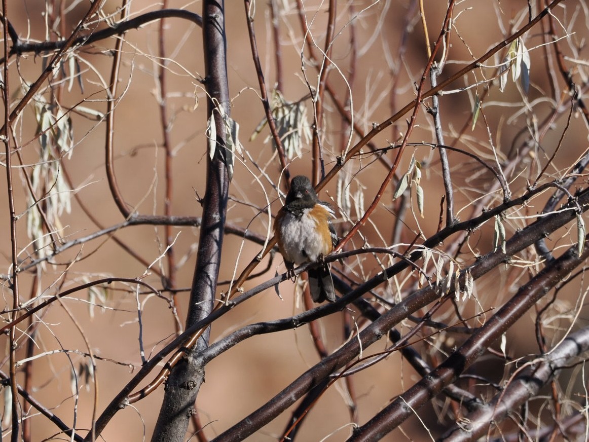 Spotted Towhee - ML519288261