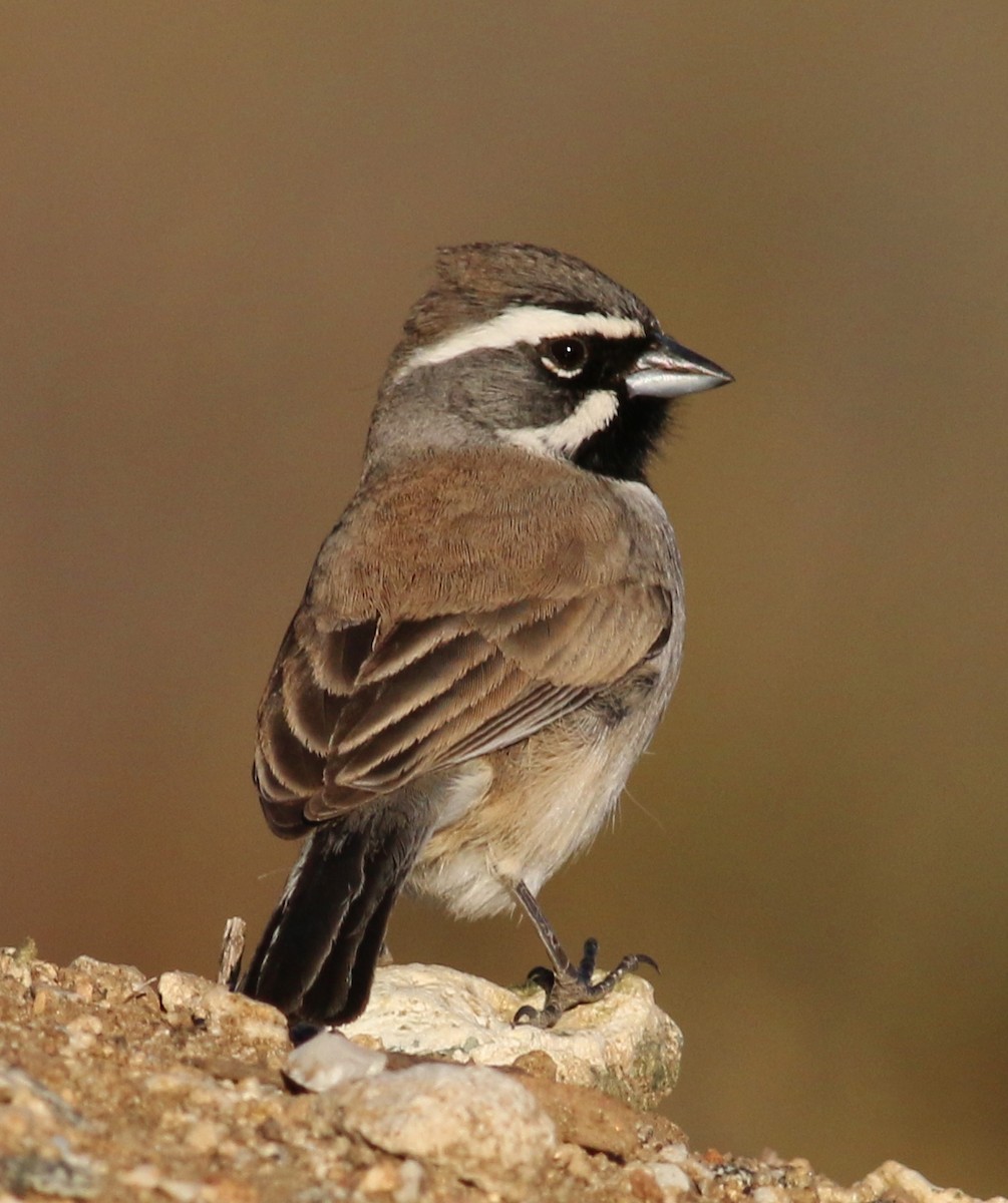 Black-throated Sparrow - Tom Benson