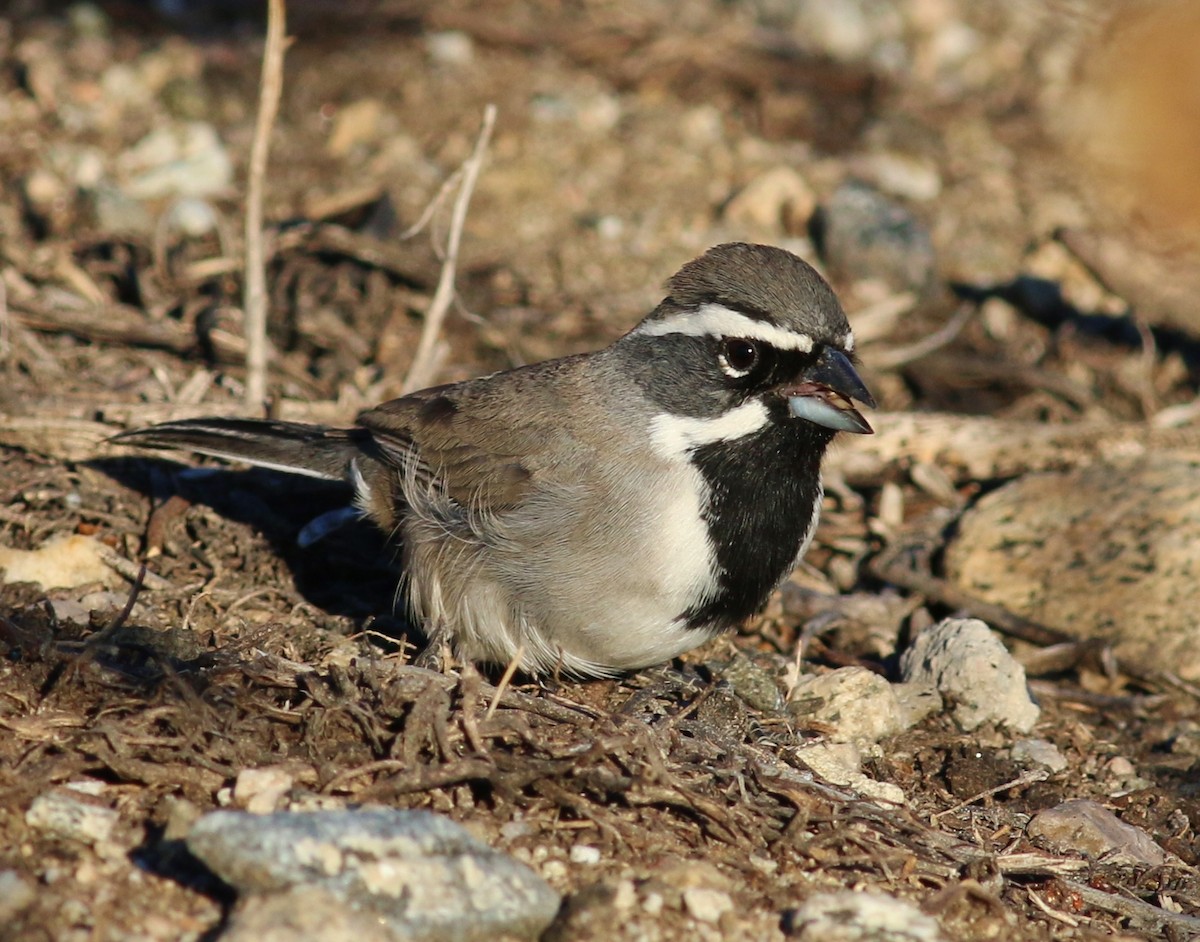Black-throated Sparrow - ML51929241