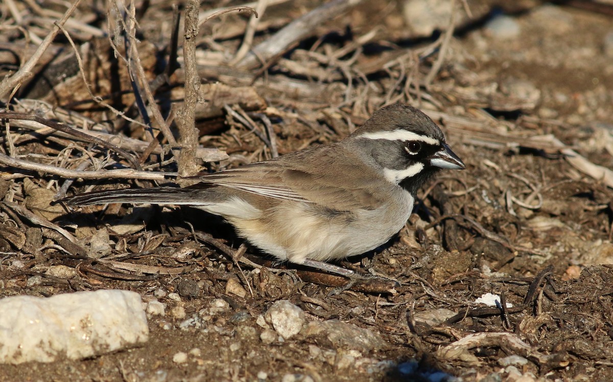 Black-throated Sparrow - ML51929281