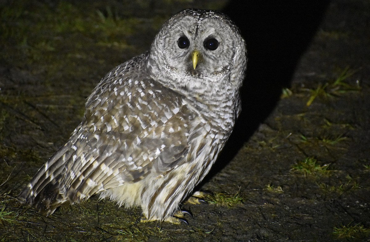 Barred Owl - Alexander Sowers