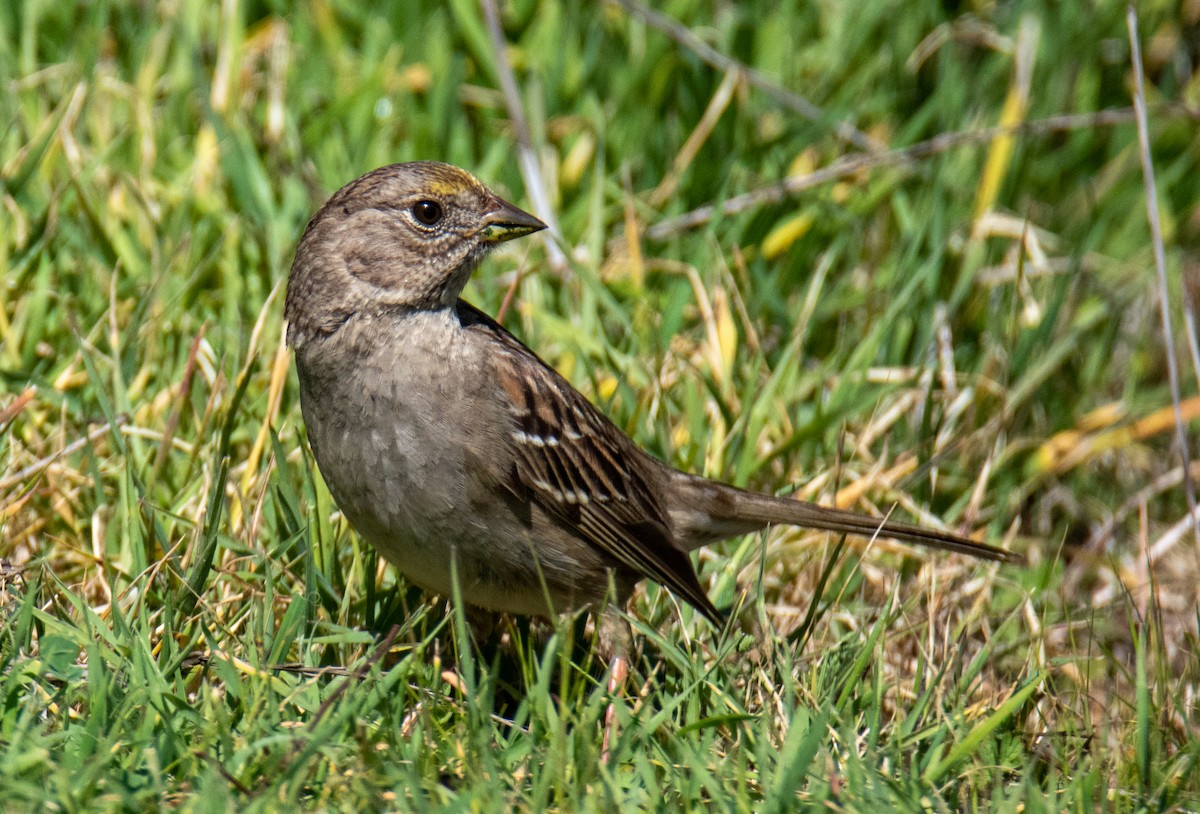 Golden-crowned Sparrow - Sabrina Adleson