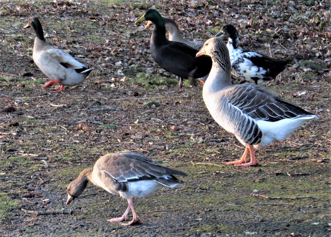 Greater White-fronted Goose - ML519299031