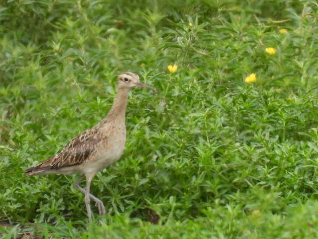 Little Curlew - ML519299471