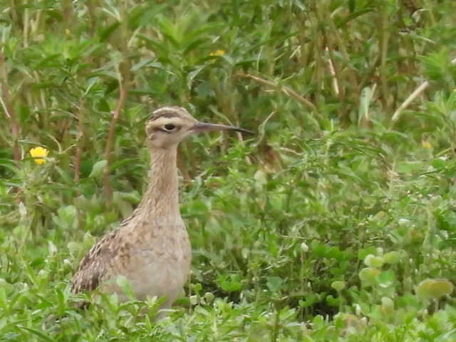 Little Curlew - ML519299481