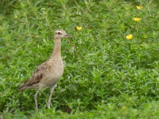 Little Curlew - ML519299491