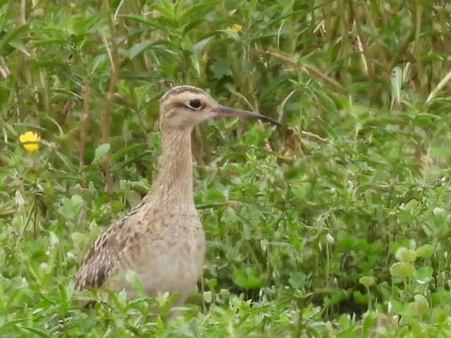 Little Curlew - ML519299511