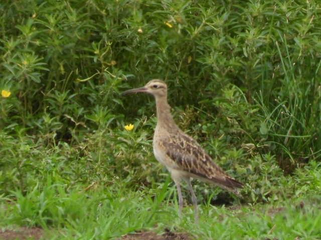 Little Curlew - ML519299521