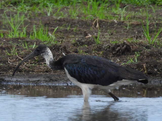 ibis slámokrký - ML519300161