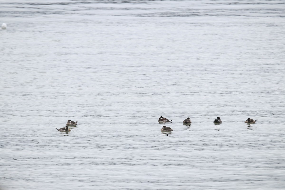 ebird-checklist-1-jan-2023-323-niagara-boulevard-fort-erie