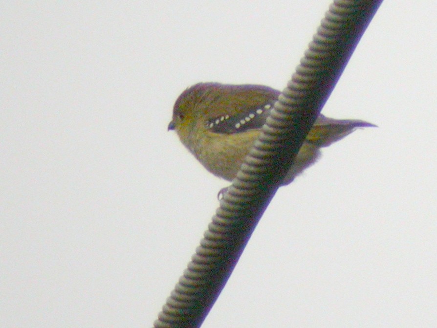 Forty-spotted Pardalote - Mat Gilfedder