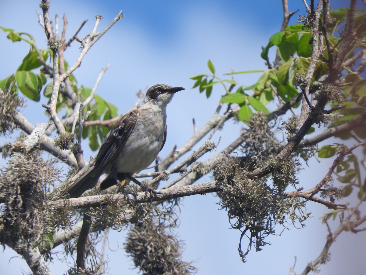 Galapagos Mockingbird - ML51930481