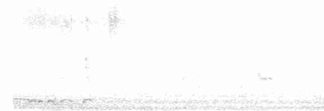 holoubek vlnkovaný - ML519306681
