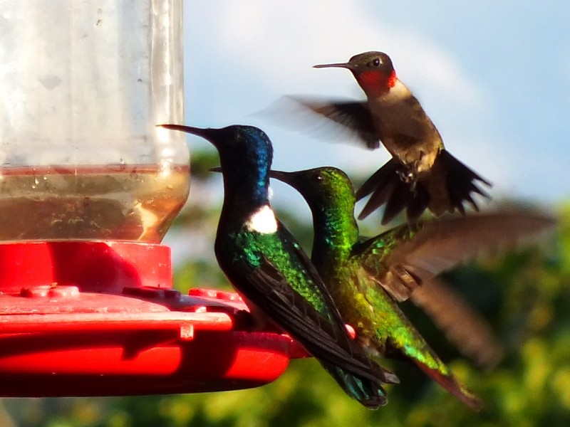 Ruby-throated Hummingbird - Jan Meerman