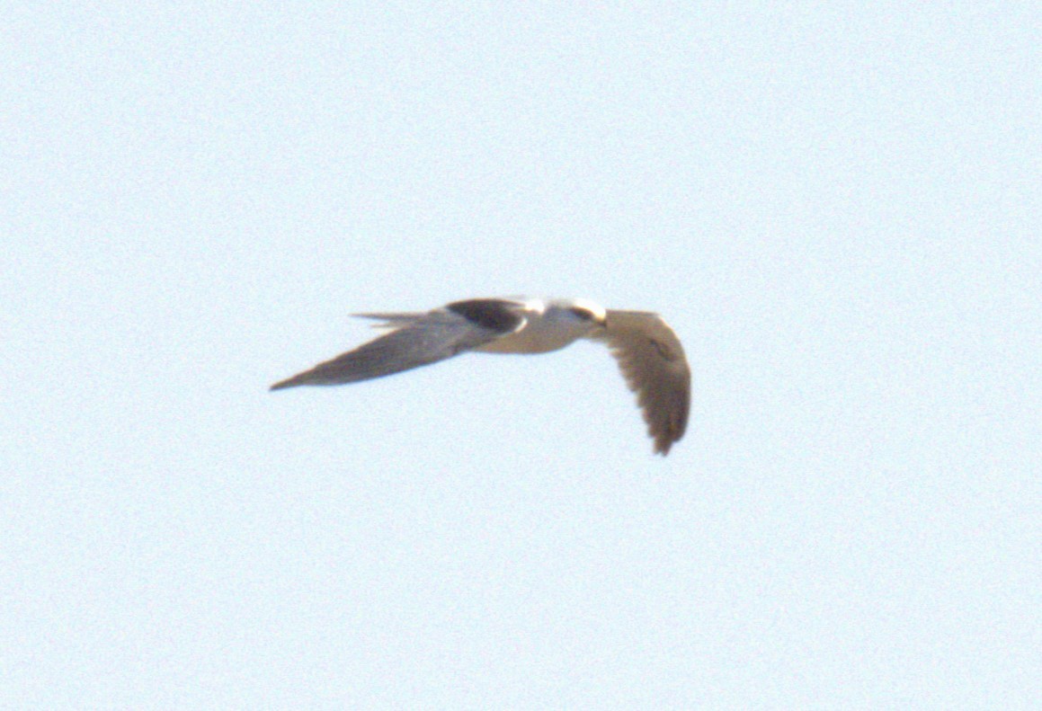White-tailed Kite - ML519311361