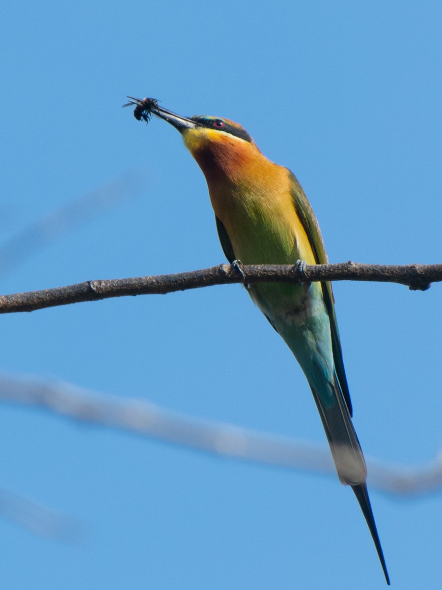 Blue-tailed Bee-eater - ML519311591