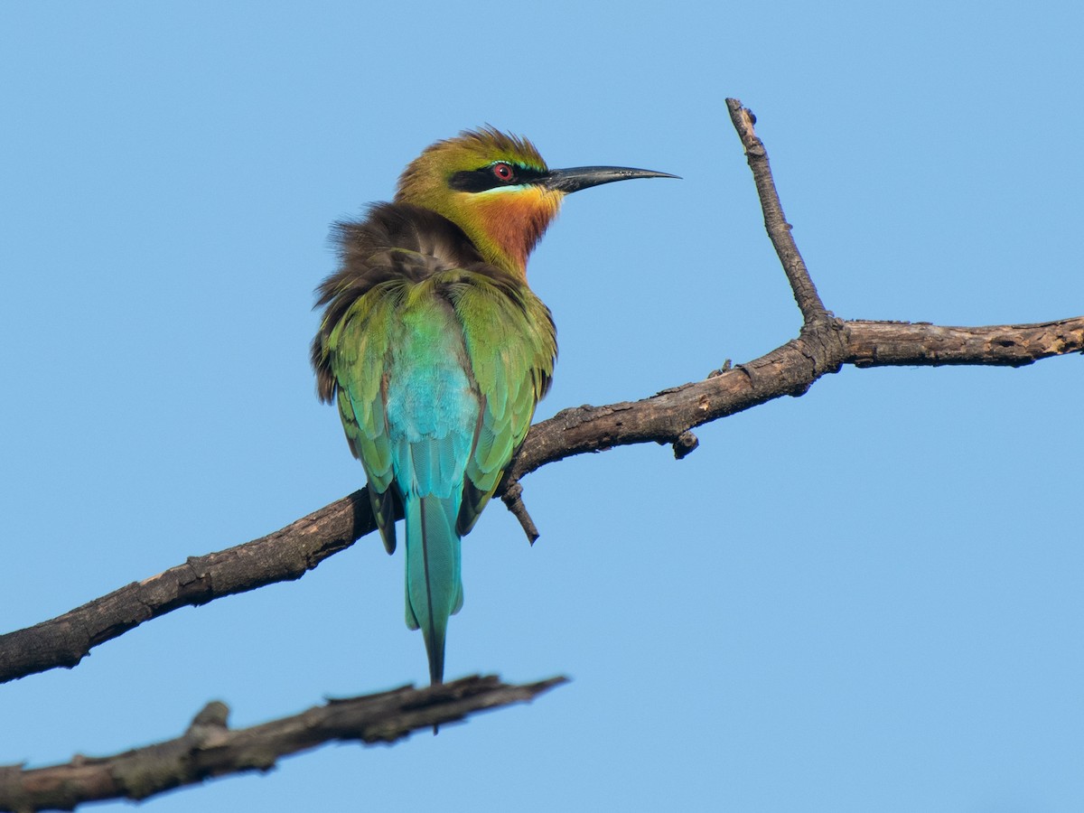 Blue-tailed Bee-eater - ML519311601