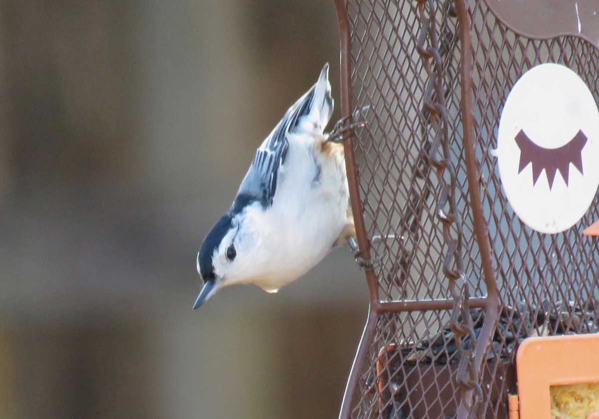 White-breasted Nuthatch - ML519312221