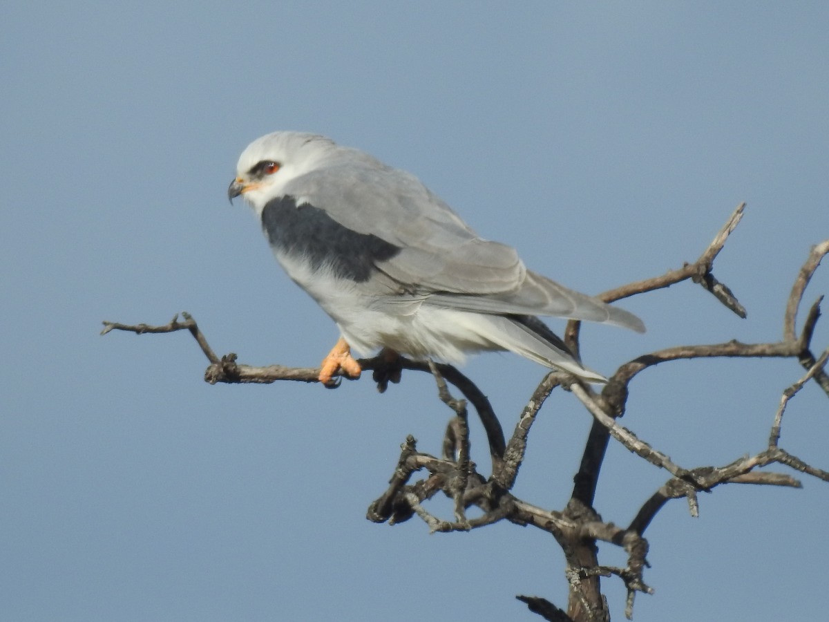 White-tailed Kite - ML519313331