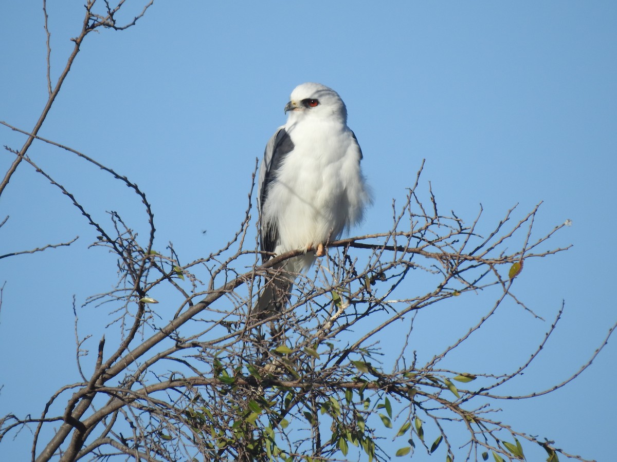 White-tailed Kite - ML519313561