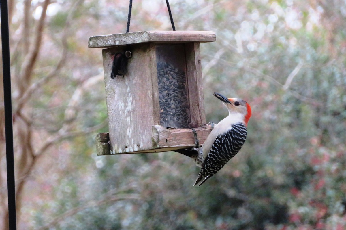 Red-bellied Woodpecker - ML519315471