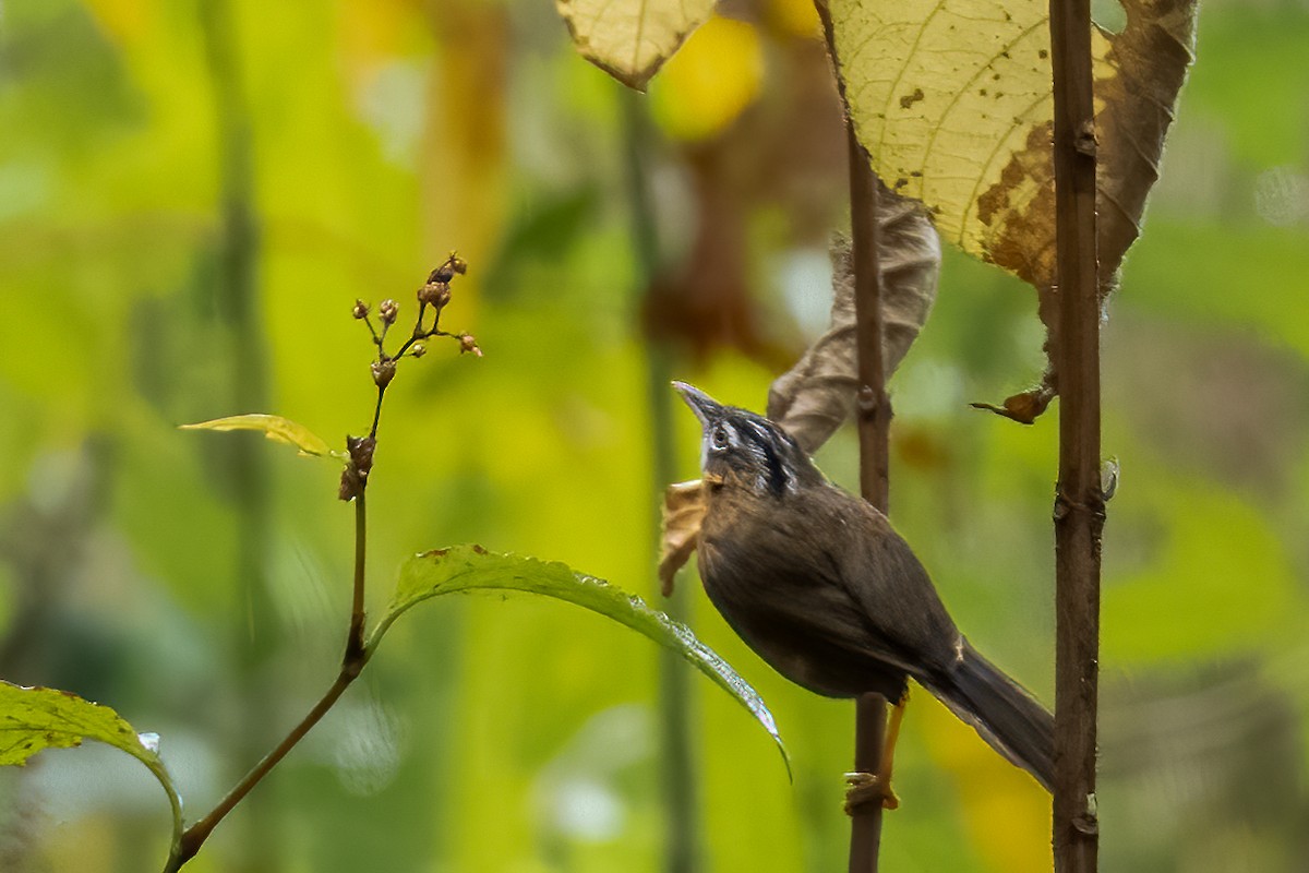 Gray-throated Babbler - Santosh Mahalik