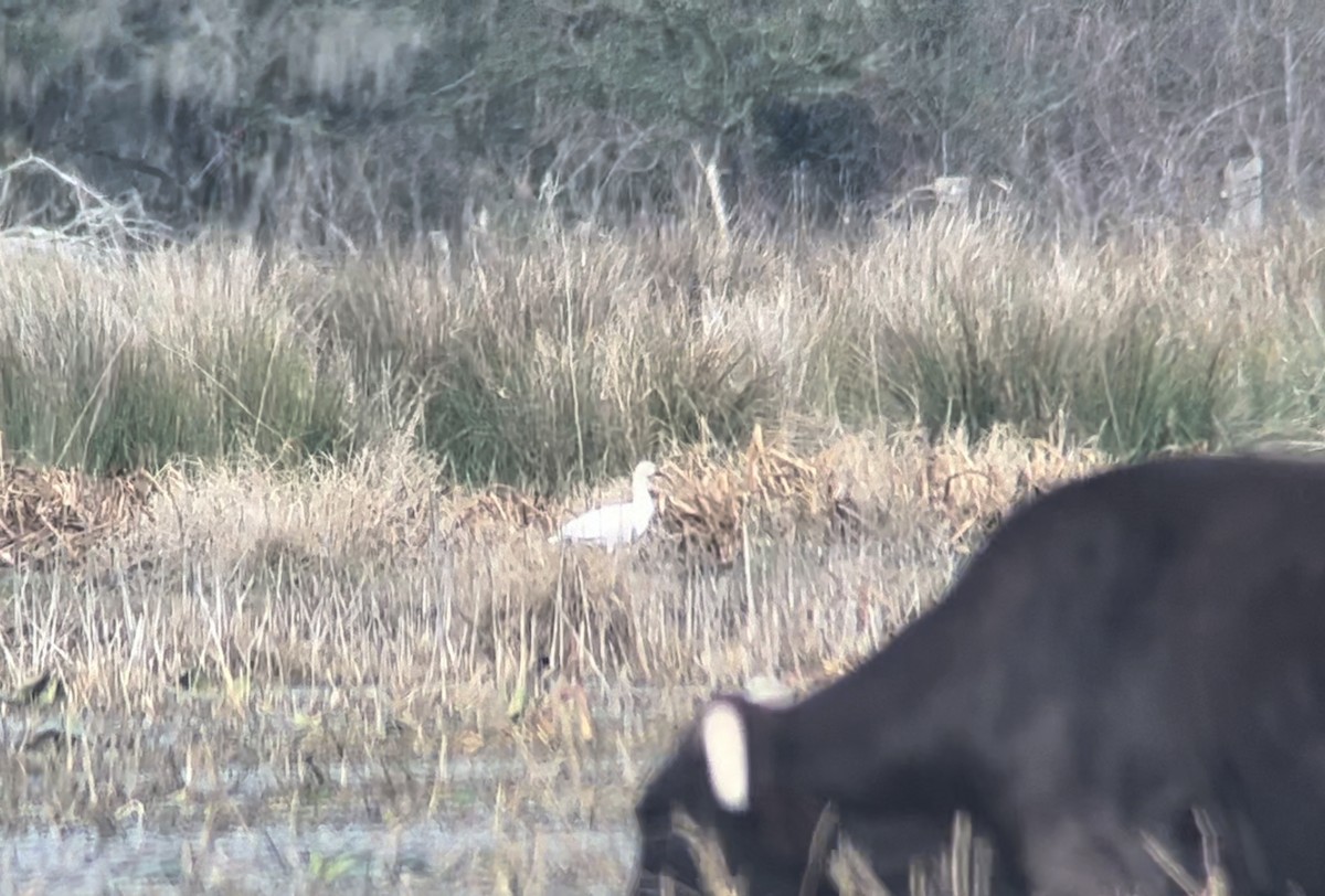 eBird Checklist 1 Jan 2023 Paynes Prairie Preserve SPCones Dike