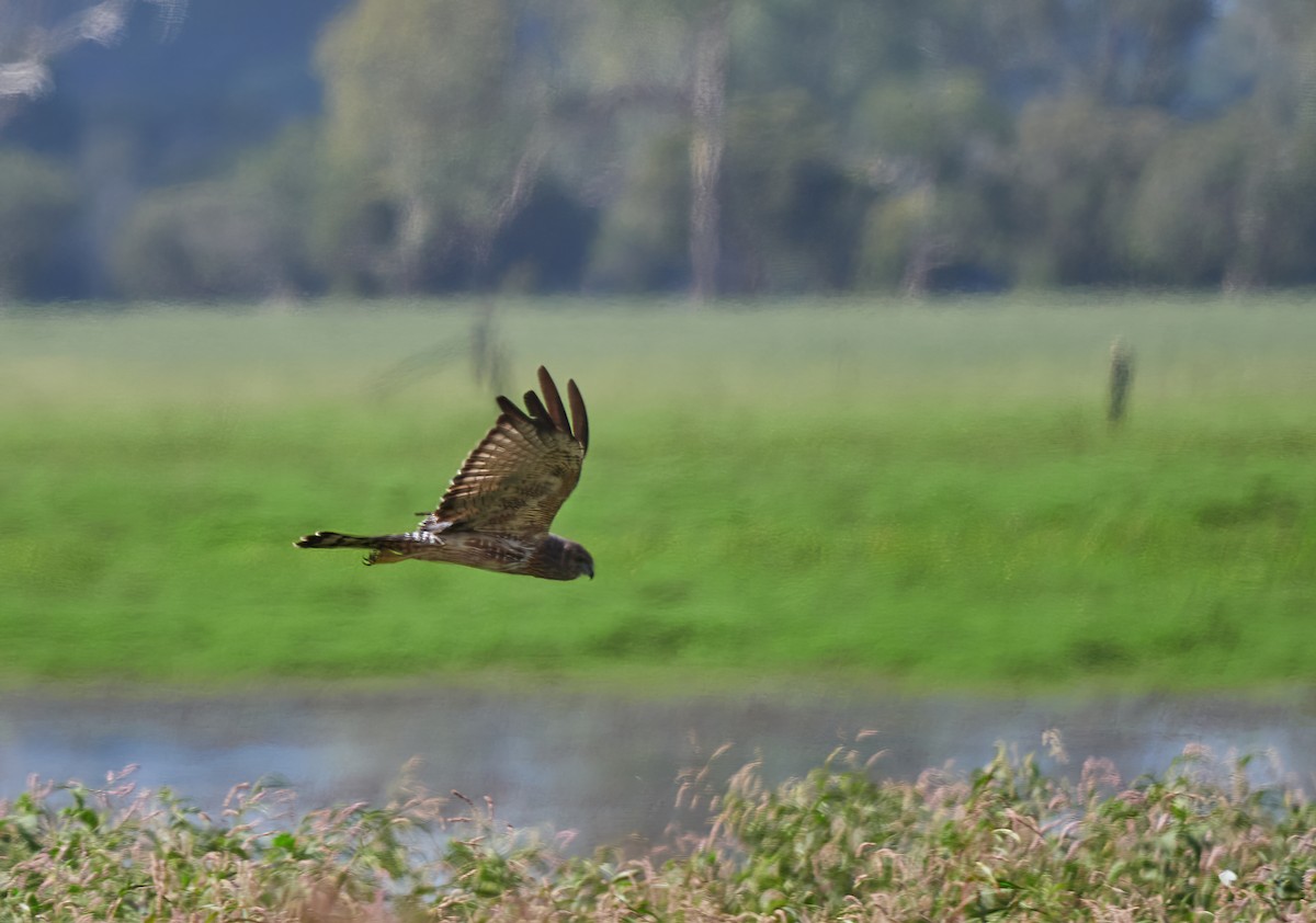 Spotted Harrier - ML519318991