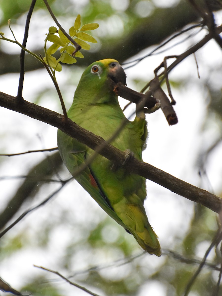 Yellow-crowned Parrot - ML519320401