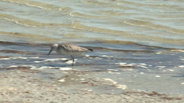 Red Knot - ML519321031