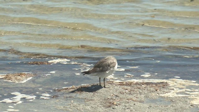 Red Knot - ML519321231