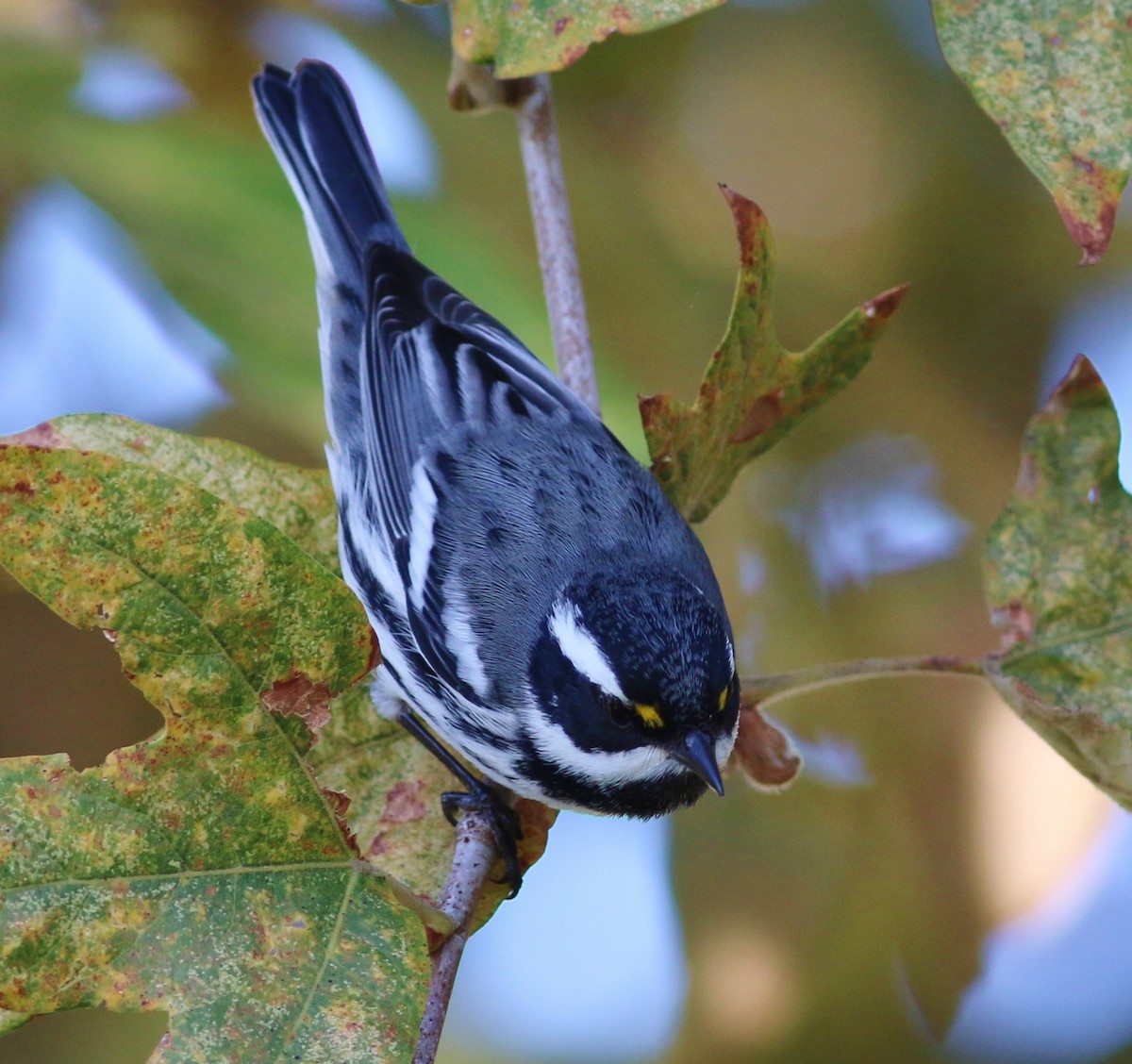 Black-throated Gray Warbler - ML51932161