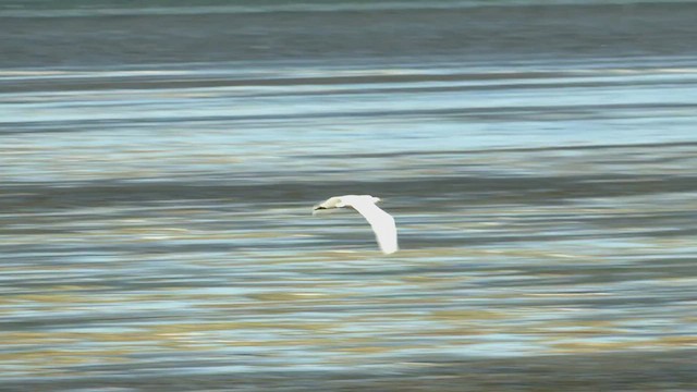 Great Egret (modesta) - ML519321611