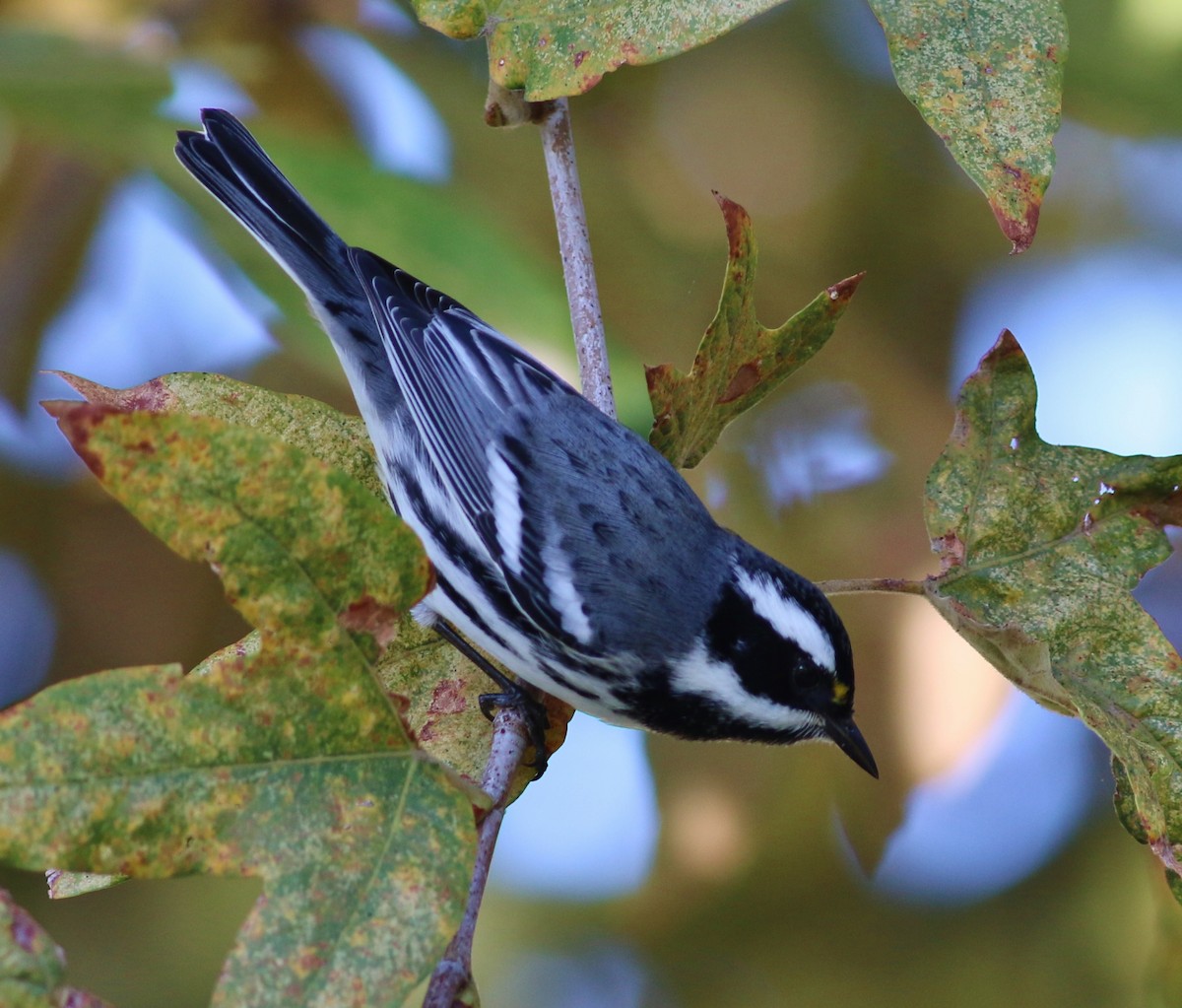 Black-throated Gray Warbler - ML51932171