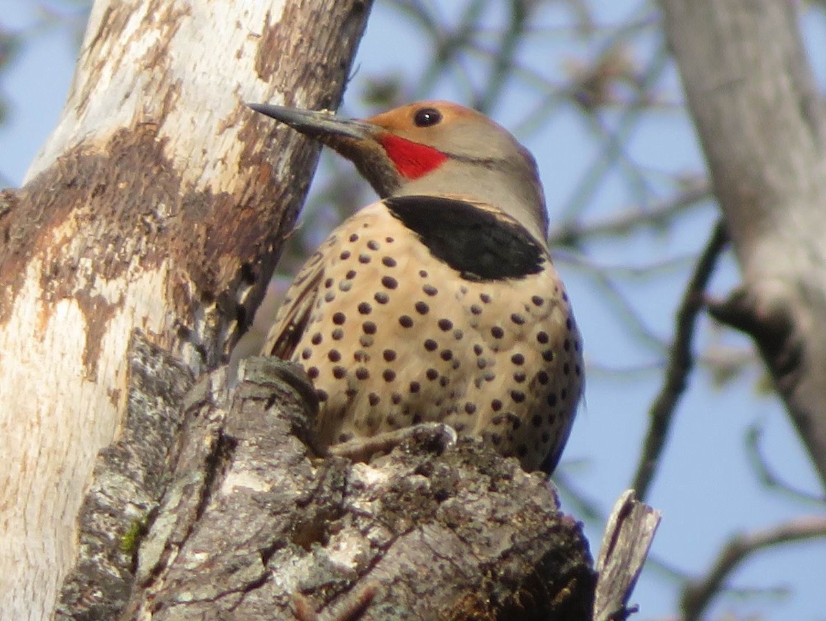 Northern Flicker (Red-shafted) - ML51932301