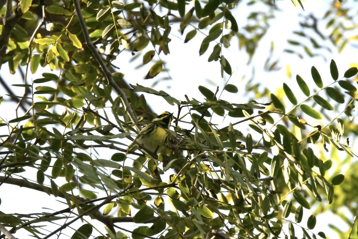 Black-throated Gray x Townsend's Warbler (hybrid) - ML519323441