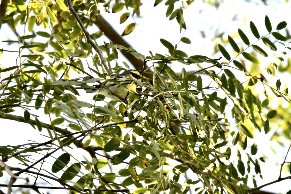 Black-throated Gray x Townsend's Warbler (hybrid) - ML519323451
