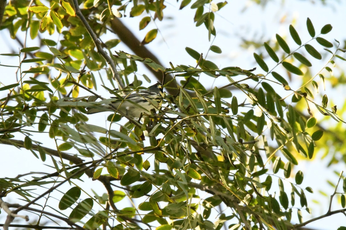 Black-throated Gray x Townsend's Warbler (hybrid) - ML519323461