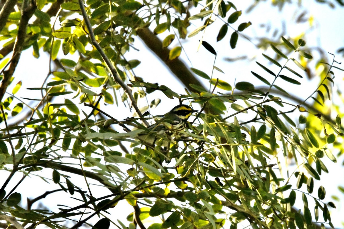 Black-throated Gray x Townsend's Warbler (hybrid) - ML519323471