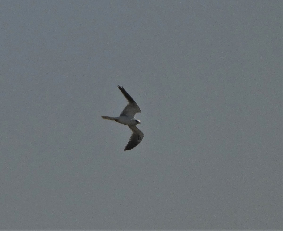 White-tailed Kite - ML519323821